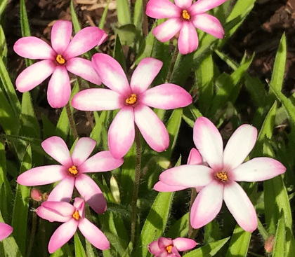 Rhodoxis 'Ria'